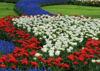 Картинка цветы разные вместе гиацинты тюльпаны