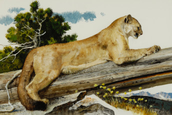 Картинка рисованные bob kuhn камни деревья бревно когти кошка дикая животное пума