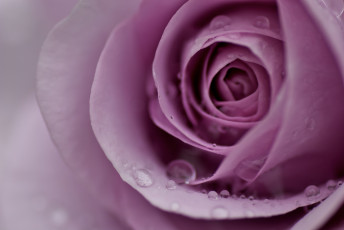 Картинка роза цветы розы роса капли