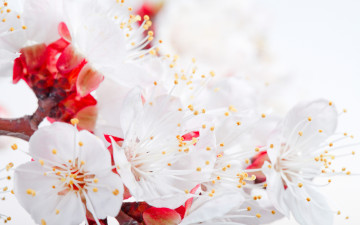 Картинка blossom цветы сакура вишня цветение дерево весна