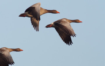 Картинка животные гуси полет три небо перелет