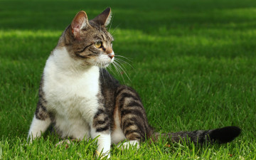 Картинка животные коты трава полосатая киска