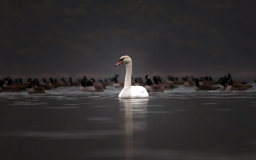 Картинка животные лебеди утки природа лебедь