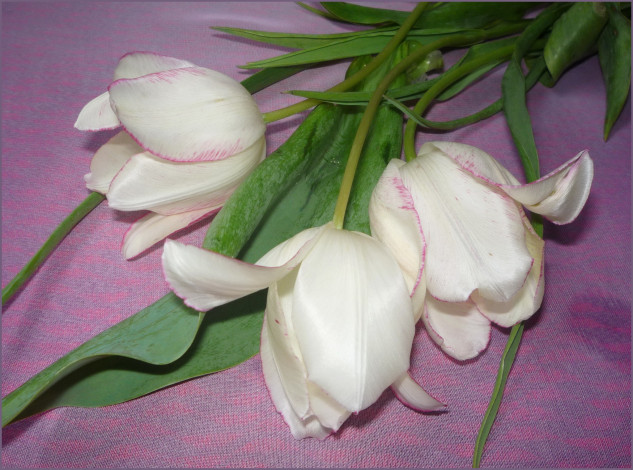Обои картинки фото цветы, тюльпаны