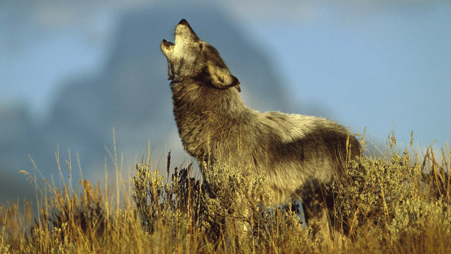 Обои картинки фото животные, волки, волк, растительность, вой