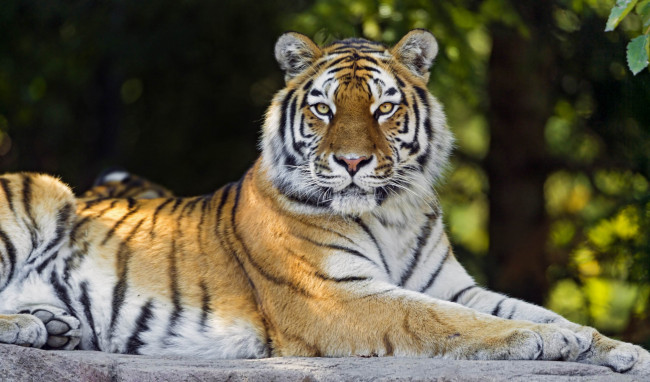 Обои картинки фото животные, тигры, сила, красавица, тигрица