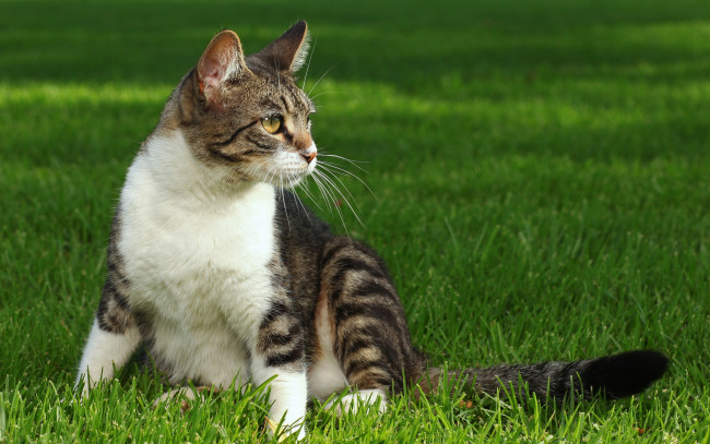 Обои картинки фото животные, коты, трава, полосатая, киска