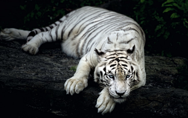 Обои картинки фото животные, тигры, тигр, природа, фон