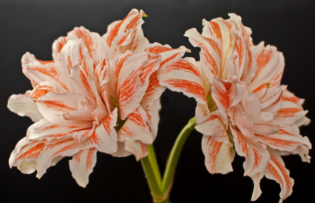 Обои картинки фото цветы, амариллисы, гиппеаструмы, амариллис