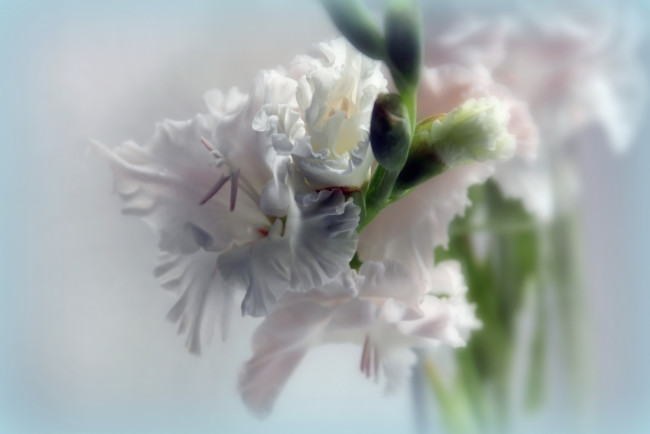 Обои картинки фото цветы, гладиолусы, гладиолус