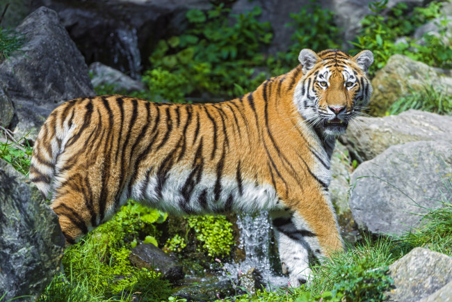 Обои картинки фото животные, тигры, хищник, красавица