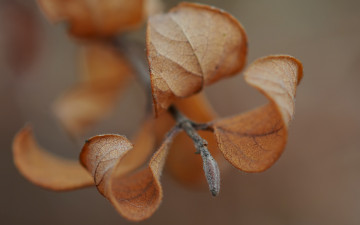 Картинка природа листья коричневые веточка