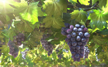 Картинка природа Ягоды +виноград листья виноград гроздь арт лоза солнце