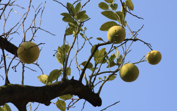 Картинка природа плоды лимоны ветка