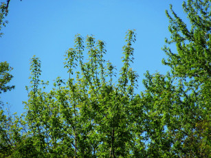 Картинка природа деревья зелень весна