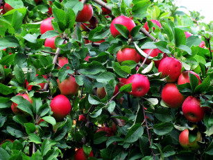 Картинка природа плоды яблоки урожай яблоня