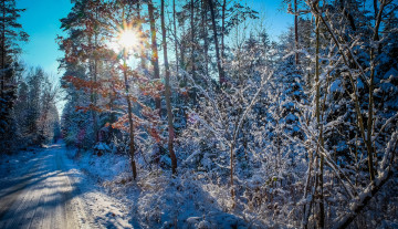 Картинка природа дороги зима деревья дорога пейзаж лес