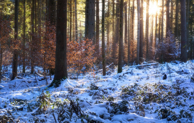 Обои картинки фото природа, лес, деревья, снег