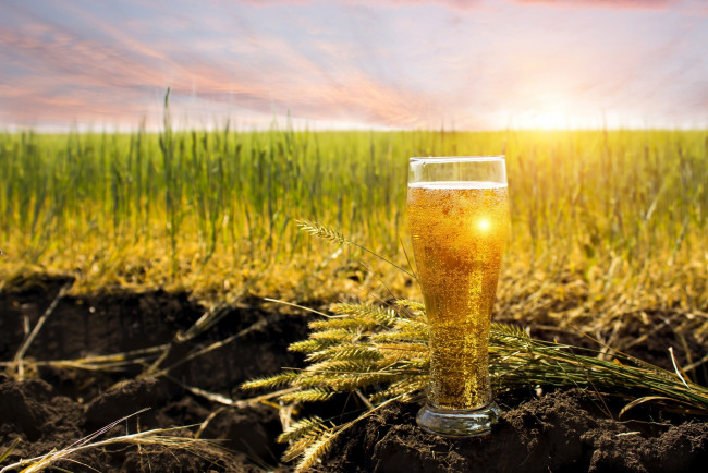 Обои картинки фото еда, напитки,  пиво, колосья, поле, стакан