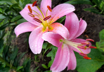 Картинка цветы лилии +лилейники розовые макро капли дуэт