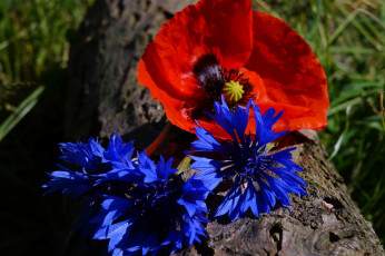 обоя цветы, разные вместе, алый, мак, синие, васильки