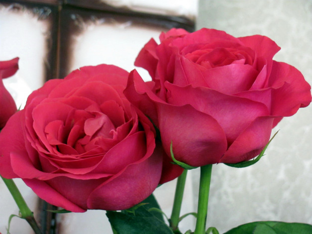 Обои картинки фото цветы, розы, розовые, дуэт