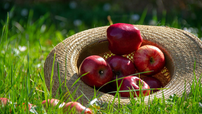 Обои картинки фото еда, яблоки, трава, шляпа