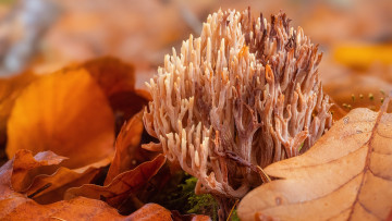 Картинка рамария природа грибы