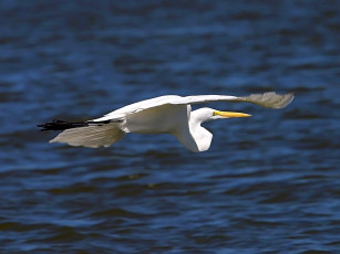 Картинка egret cruisin животные цапли