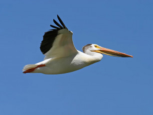 Картинка pelican животные пеликаны