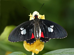 Картинка tropical swallowtail животные бабочки
