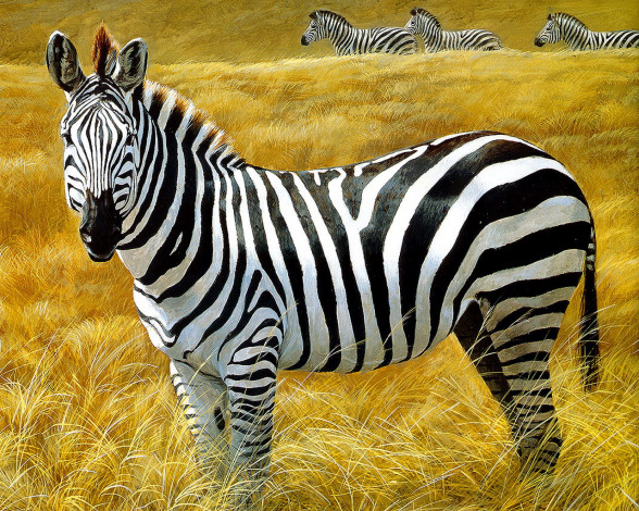 Обои картинки фото рисованные, животные, зебры