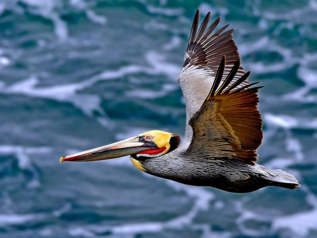 Обои картинки фото pelican, животные, пеликаны