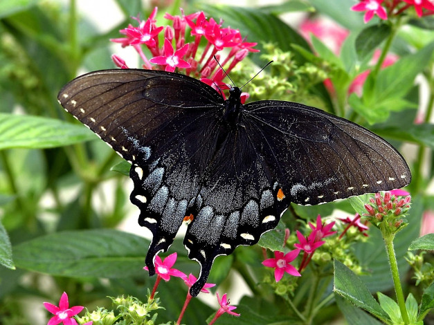 Обои картинки фото pipevine, swallowtail, животные, бабочки