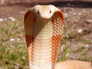 Картинка животные змеи питоны кобры
