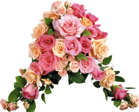 Картинка цветы розы розовый кремовый много