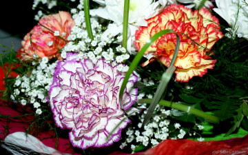 обоя автор, geronimo, цветы, гвоздики, гвоздика, гипсофила
