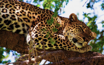 Картинка животные леопарды леопард отдых ствол