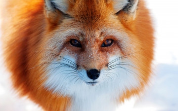 Картинка животные лисы лиса морда взгляд