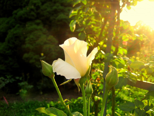 Обои картинки фото цветы, розы, бутоны, солнце, утро