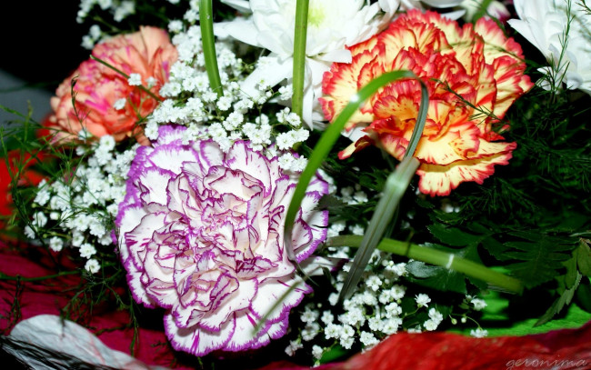 Обои картинки фото автор, geronimo, цветы, гвоздики, гвоздика, гипсофила