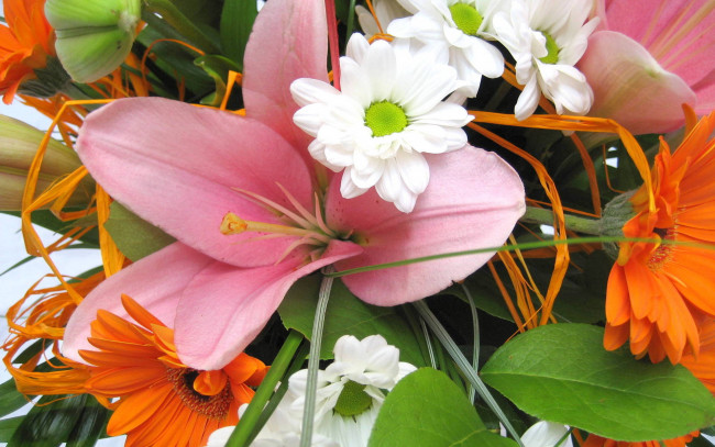 Обои картинки фото цветы, разные, вместе, лилия, гербера, хризантемы