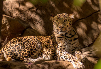 Картинка животные леопарды отдых пятна