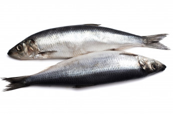 Картинка еда рыба морепродукты суши роллы сельдь