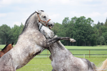 Картинка животные лошади серый