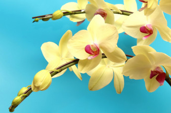 Картинка цветы орхидеи фон ветки