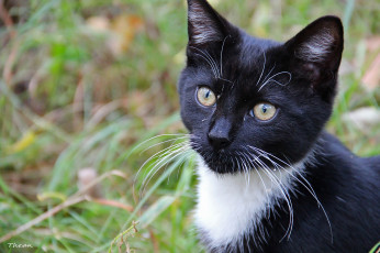 Картинка животные коты черный белый