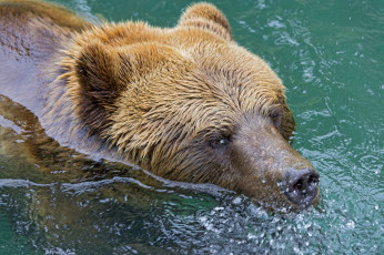 Картинка животные медведи вода пловец