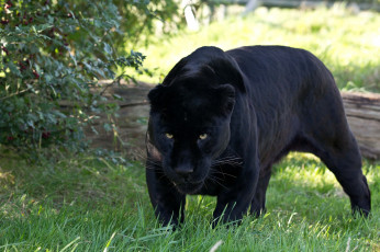 Картинка животные пантеры черная багира черный ягуар