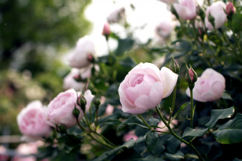 Картинка цветы розы куст розовый